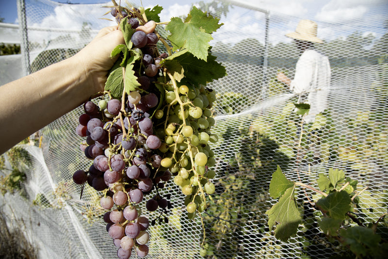 Also home to fruit trees & grapes a plenty