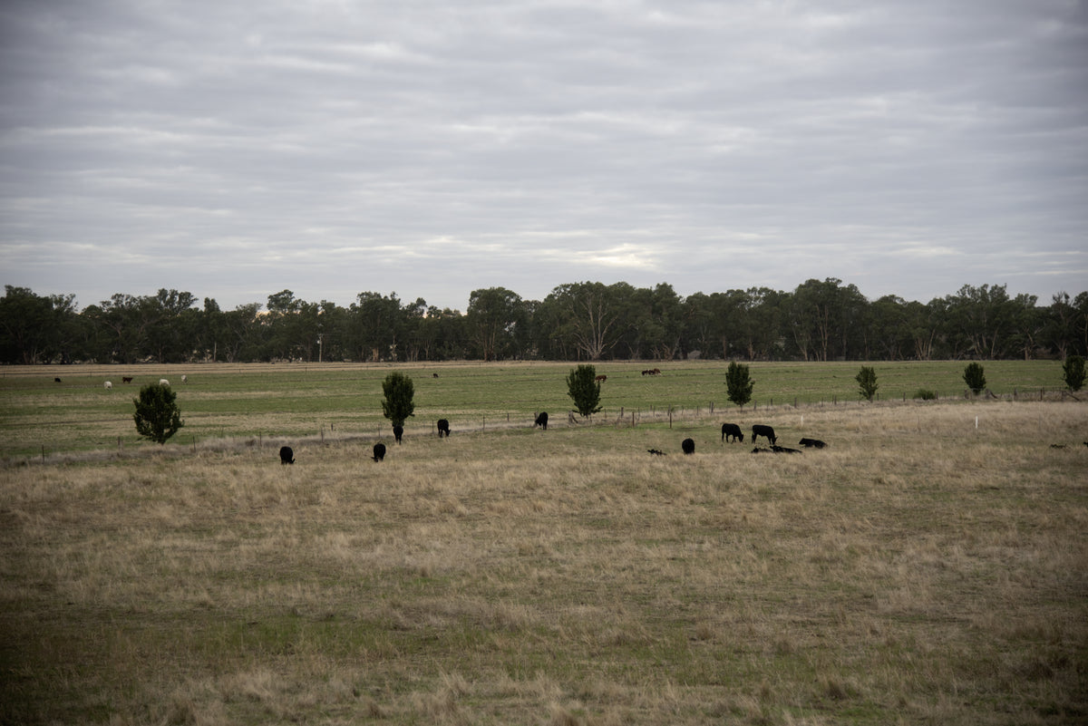 The Farm