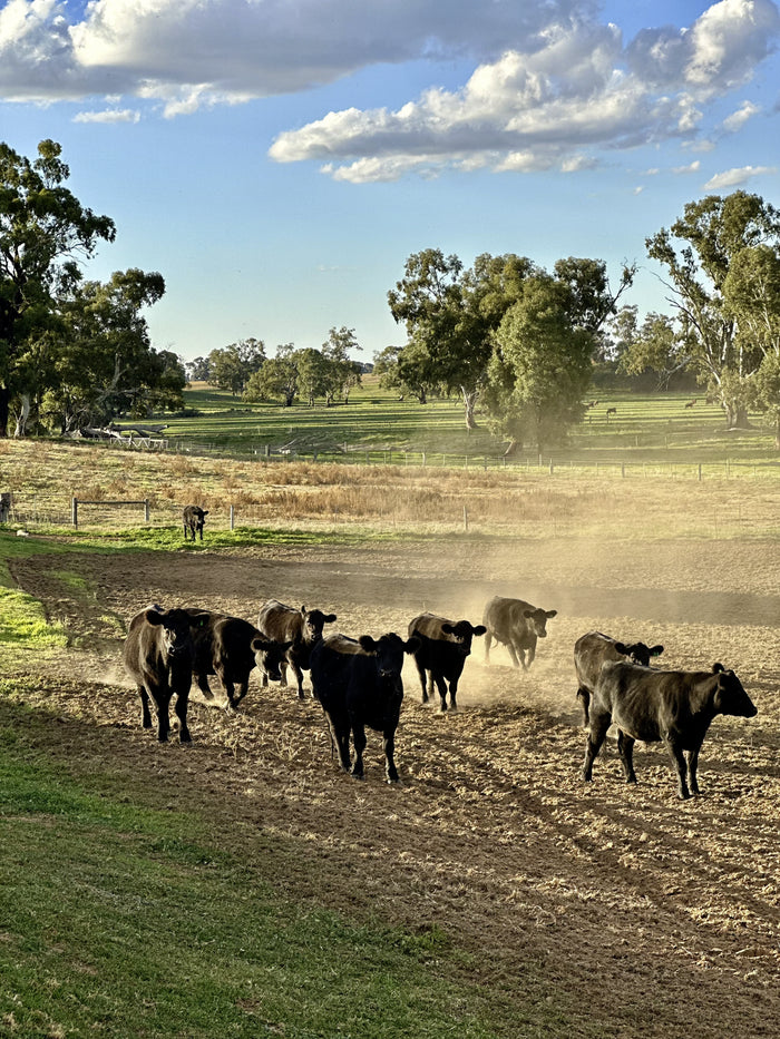 The herd on the river flats